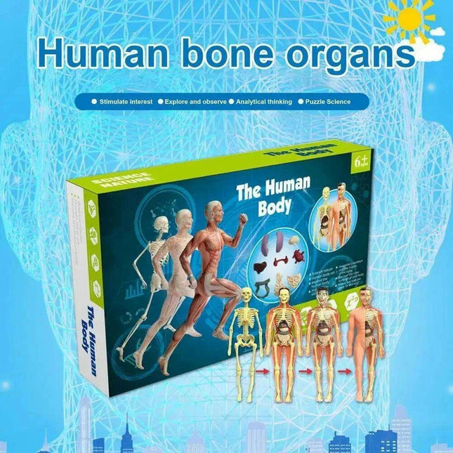 Interactive Anatomical Skeleton Model Kit - A Hands-On Learning Experience for Anatomy Enthusiasts