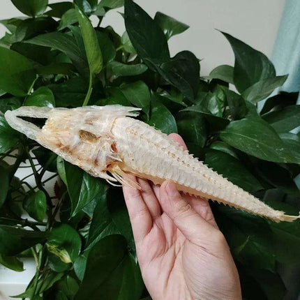 Large Authentic Armored Searobin Skull Specimen – Unique Deep Sea Fish Taxidermy Model for Science Education - Très Elite