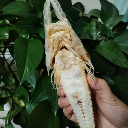 Large Authentic Armored Searobin Skull Specimen – Unique Deep Sea Fish Taxidermy Model for Science Education - Très Elite