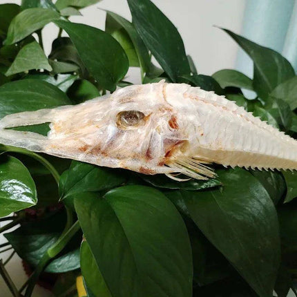 Large Authentic Armored Searobin Skull Specimen – Unique Deep Sea Fish Taxidermy Model for Science Education - Très Elite