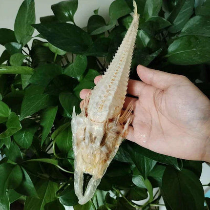 Large Authentic Armored Searobin Skull Specimen – Unique Deep Sea Fish Taxidermy Model for Science Education - Très Elite