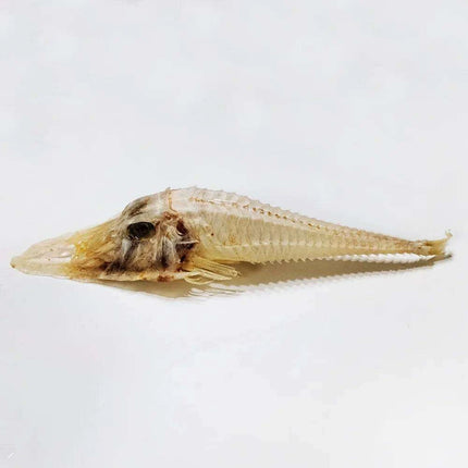 Large Authentic Armored Searobin Skull Specimen – Unique Deep Sea Fish Taxidermy Model for Science Education - Très Elite