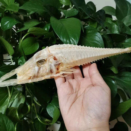 Large Authentic Armored Searobin Skull Specimen – Unique Deep Sea Fish Taxidermy Model for Science Education - Très Elite