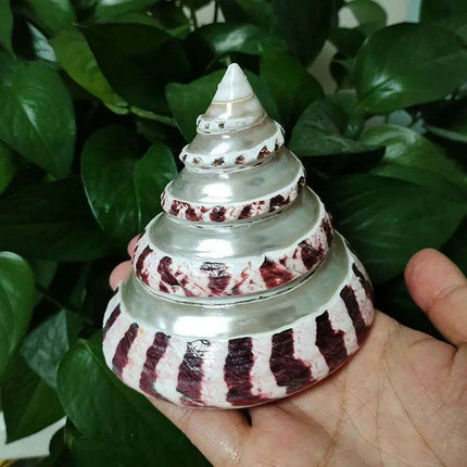 Large Commercial Trochus Shell with Pearl Band - Très Elite