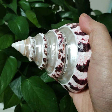 Large Commercial Trochus Shell with Pearl Band - Très Elite