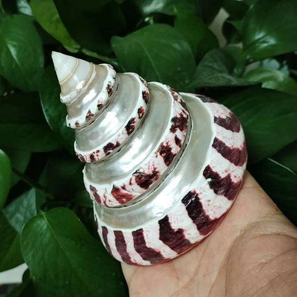Large Commercial Trochus Shell with Pearl Band - Très Elite