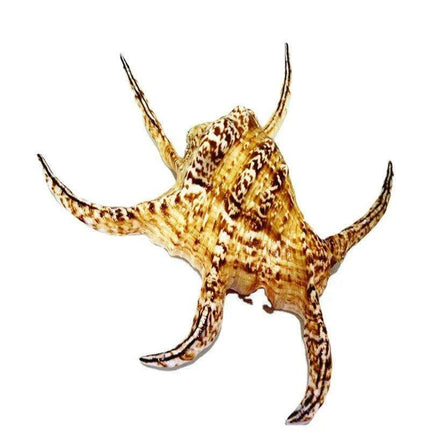 Large Natural Chiragra Spider Conch Shell for Aquarium and Home Decor - Unique Handmade Ornaments - Très Elite