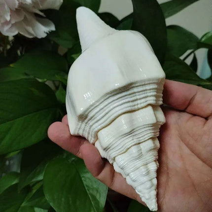 Large Natural Turbinella Angulata Conch Shell (12-20cm) - Très Elite