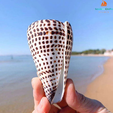 Leopard Cone Shell Décor - Authentic Lithoconus leopardus with Striking Black Spot Detailing - Très Elite