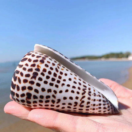 Leopard Cone Shell Décor - Authentic Lithoconus leopardus with Striking Black Spot Detailing - Très Elite