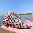10-12CM