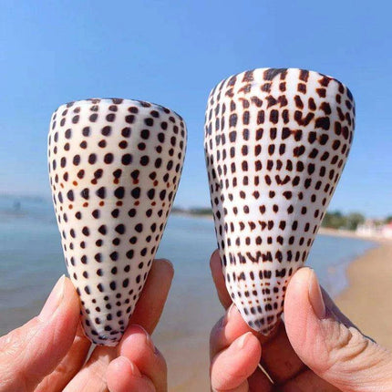 Leopard Cone Shell Décor - Authentic Lithoconus leopardus with Striking Black Spot Detailing - Très Elite