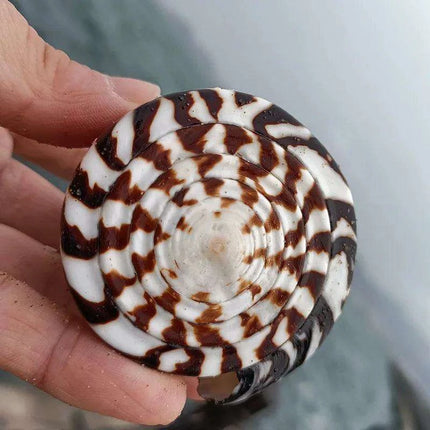 Leopard Cone Shell Décor - Authentic Lithoconus leopardus with Striking Black Spot Detailing - Très Elite