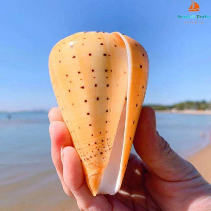 Leopard Cone Shell Décor - Authentic Lithoconus leopardus with Striking Black Spot Detailing - Très Elite