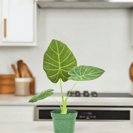 Luxe Deep Green 'Majestic Guard' Alocasia - Elegant Indoor Plant - Très Elite