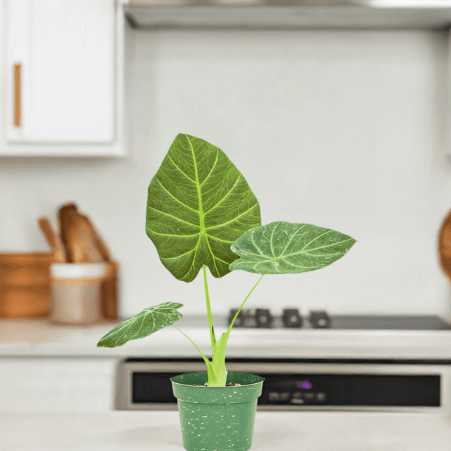 Luxe Deep Green 'Majestic Guard' Alocasia - Elegant Indoor Plant
