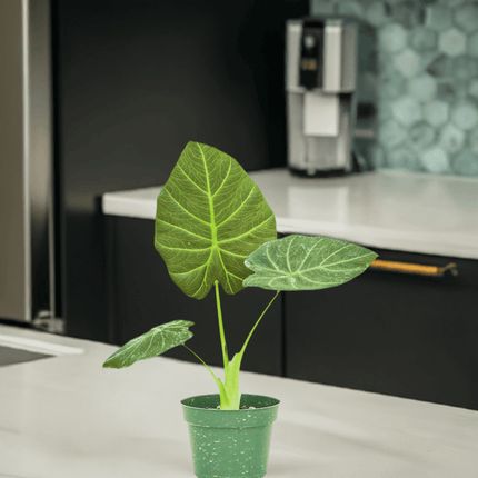 Luxe Deep Green 'Majestic Guard' Alocasia - Elegant Indoor Plant - Très Elite