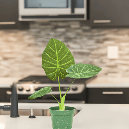 Luxe Deep Green 'Majestic Guard' Alocasia - Elegant Indoor Plant - Très Elite