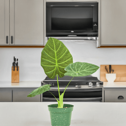Luxe Deep Green 'Majestic Guard' Alocasia - Elegant Indoor Plant - Très Elite