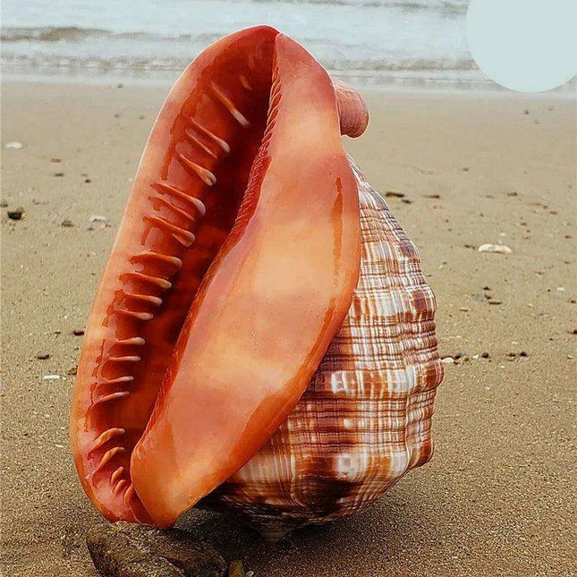 Natural Orange Bull's-mouth Helmet Conch Shells for Home and Aquatic Decor (12-17CM)