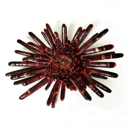 Natural Slate Pencil Urchin Seashells – Large 21-25CM - Très Elite