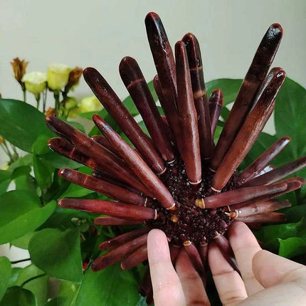 Natural Slate Pencil Urchin Seashells – Large 21-25CM - Très Elite
