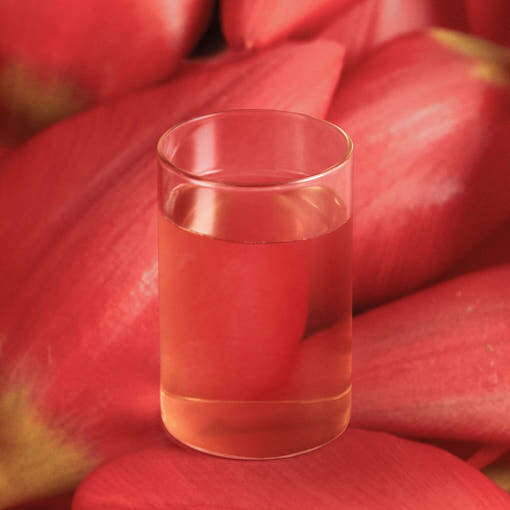 OSULLOC Camelia Forest Tea (10 count)- Très Elite- Très Elite