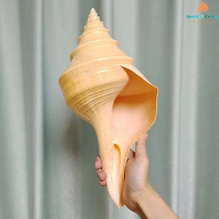 Oceanic Splendor: Australian Trumpet Shell for Unique Home Decor and Creative Projects - Très Elite