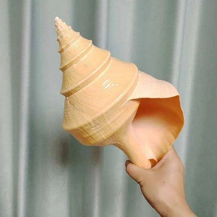 Oceanic Splendor: Australian Trumpet Shell for Unique Home Decor and Creative Projects - Très Elite