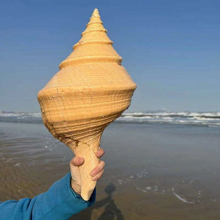 Oceanic Splendor: Australian Trumpet Shell for Unique Home Decor and Creative Projects - Très Elite