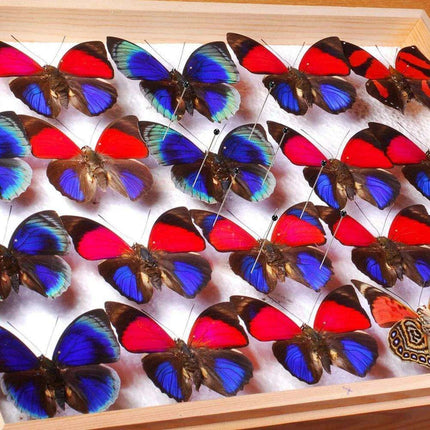 Premium 100-Piece Stainless Steel Insect Pins Set for Entomology Research and Dissection - Très Elite