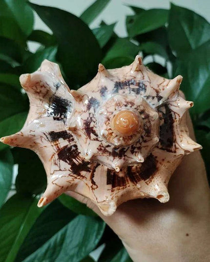 Elegant Imperial Volute Seashell Cymbiola Imperialis - Perfect for Coastal Decor, Weddings, and Oceanic Displays