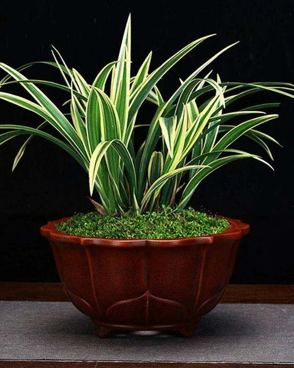 Serene Vintage Zen Purple Orchid Pot with Elegant Garden Aesthetic