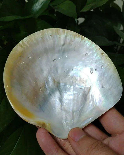 Elegant Yellow Abalone Pearl Smudge Bowl for Spiritual Practices and Crafting