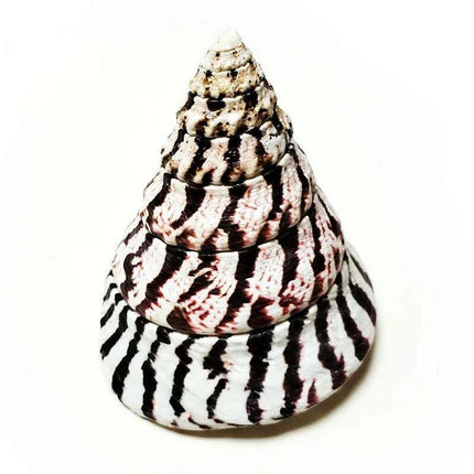 Majestic Zebra Conch Shell – Large 9-10CM Coastal Decor