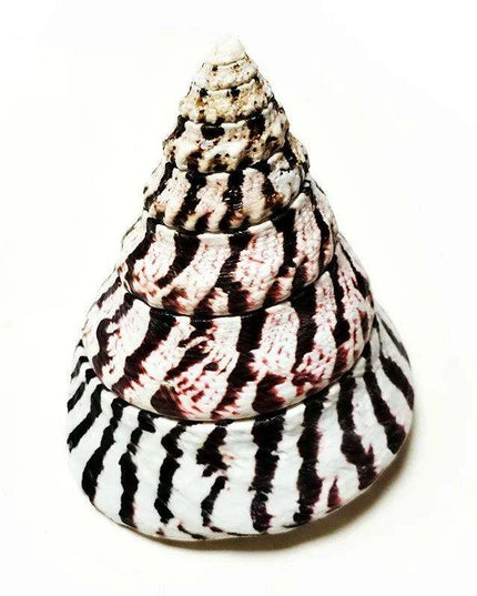 Majestic Zebra Conch Shell – Large 9-10CM Coastal Decor