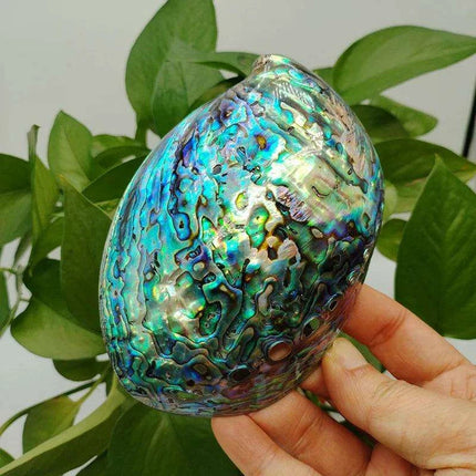 Vibrant Red-Accented Abalone Shell Décor - Unique Ocean-Inspired Gifts for Home and Aquariums