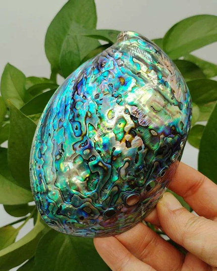 Vibrant Red-Accented Abalone Shell Décor - Unique Ocean-Inspired Gifts for Home and Aquariums