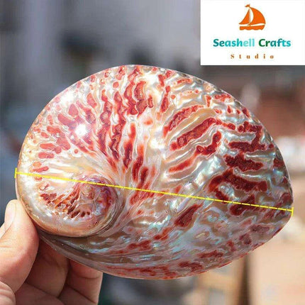 Vibrant Red-Accented Abalone Shell Décor - Unique Ocean-Inspired Gifts for Home and Aquariums