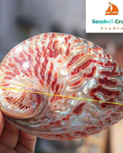 Vibrant Red-Accented Abalone Shell Décor - Unique Ocean-Inspired Gifts for Home and Aquariums