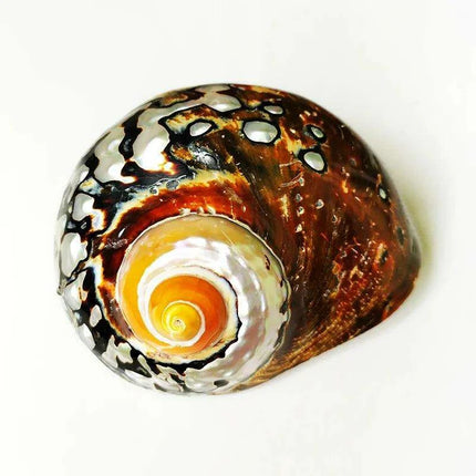 Brown Jade Turbo Seashells from South Africa - Ideal Homes for Hermit Crabs and Elegant Decorative Touches