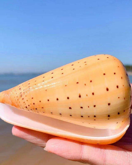 Leopard Cone Shell Décor - Authentic Lithoconus leopardus with Striking Black Spot Detailing