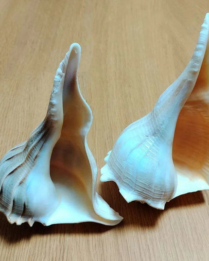 Unique Left-Handed Busycon Contrarium Conch Shell - A Natural Masterpiece for Collectors and Thoughtful Gifting