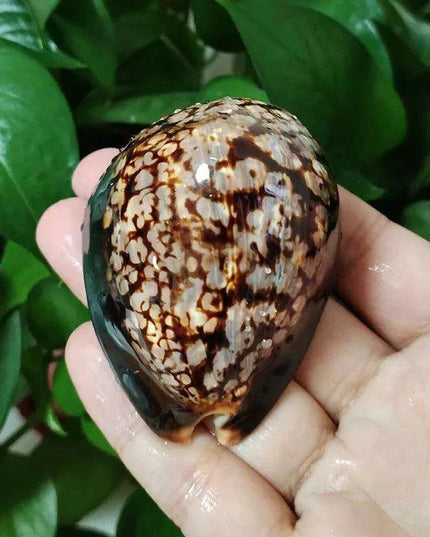 Set of 2 Authentic Cypraea Mauritiana Chocolate Cowrie Shells for Beach-Themed Decor and Crafting Activities