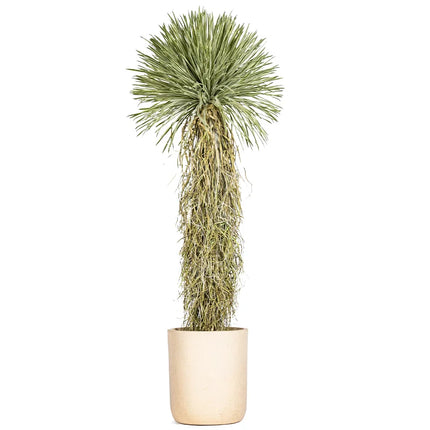 Dragon’s Blood Tree Faux Indoor Floor Plant — Dense Foliage, Living Room Decor