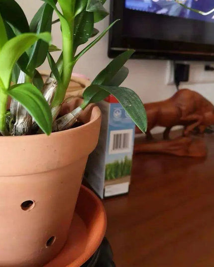 Set of 2 Stylish Red Terracotta Hanging Pots with Drainage for Succulents and Cacti