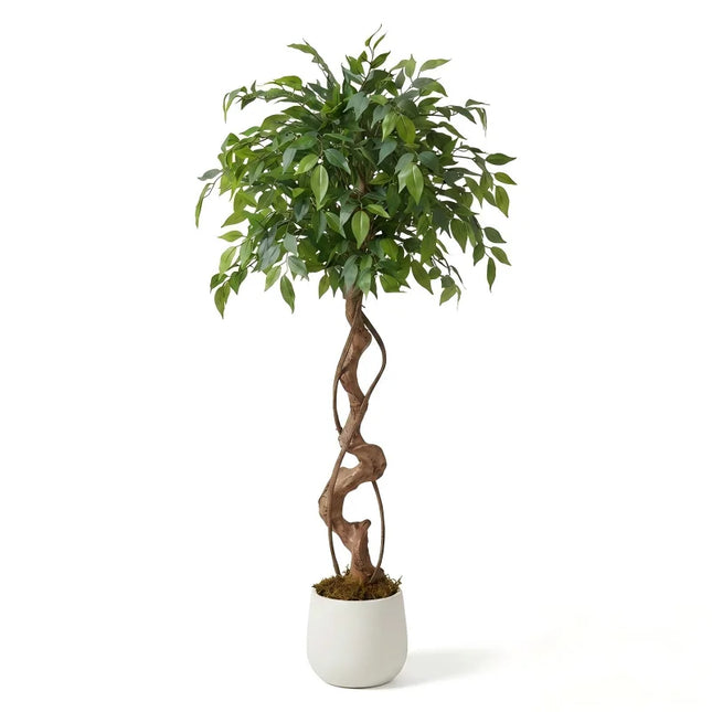Artificial Ficus Tree with Twisted Trunk & Ceramic Planter