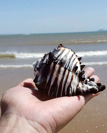 Black Zebra Murex Conch Shell - 10-12 cm Decorative Natural Specimen for Home and Aquarium Decor