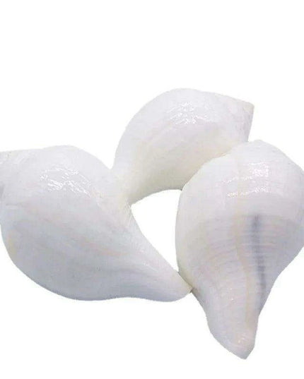 Stunning 11CM Indian Sacred Chank Shell Conch for Home and Event Decor