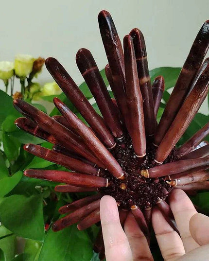 Natural Slate Pencil Urchin Seashells – Large 21-25CM